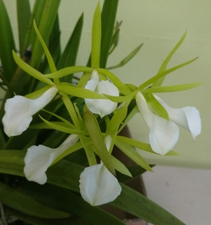 Brassavola_hybrid