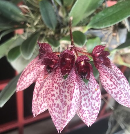 Bulbophyllum