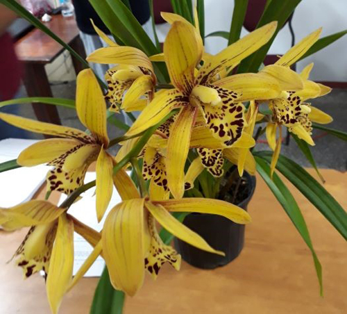 Cymbidium Tapioca Tundra