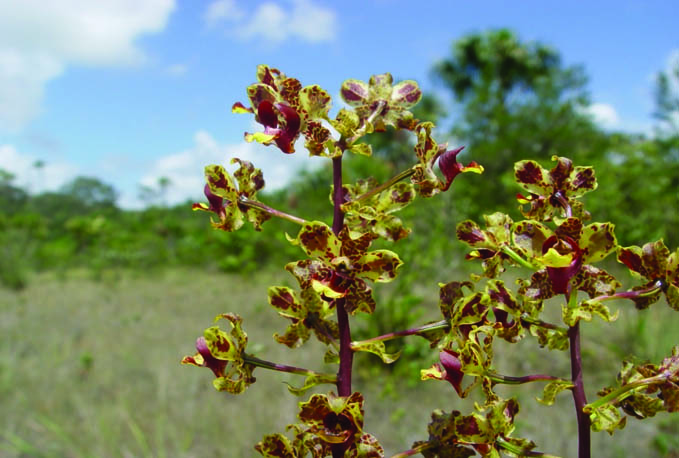 Cyrtopodium parviflorum Lindl