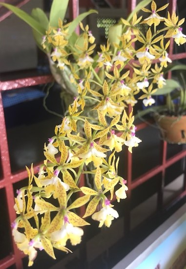 Epidendrum stanfordianum