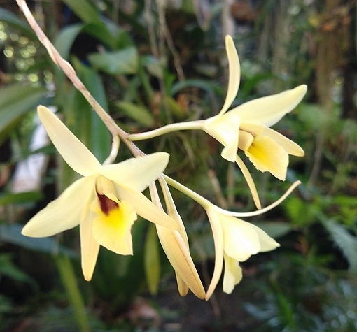 Laelia aurea