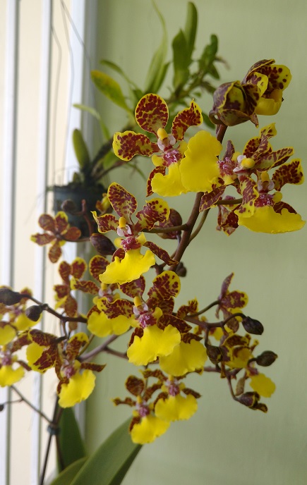 Trichocentrum_hybrid_Greg_Scott