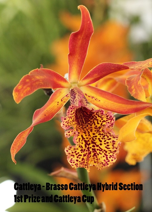 Brasso Cattleya