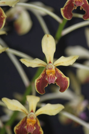 Vanda lamellata var boxallii "Reza" 