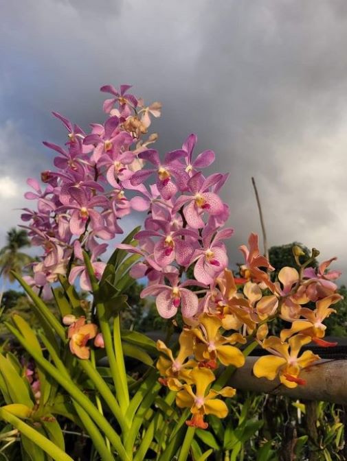 orchid pic